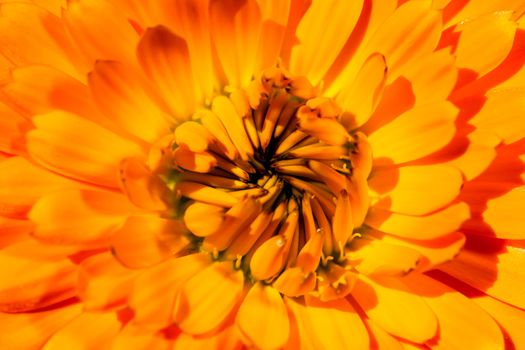 A super macro image showing detail of petals on a flower