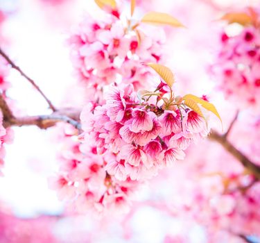 Sakura in winter at Doi Kunwang, Chaing mai Province, Thailand.