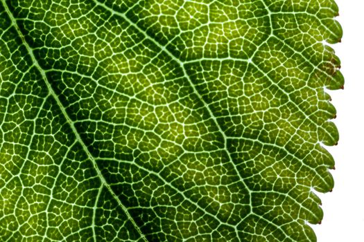 A super macro image showing detail on a plant leaf