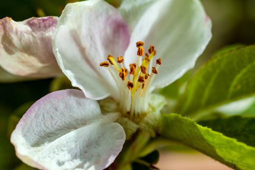 A super macro image showing detail of an apple blossom flower