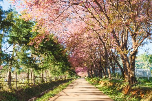 Sakura pink road in ChiangMai, Thailand