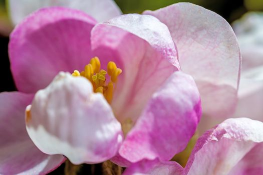 A super macro image showing detail of an apple blossom flower