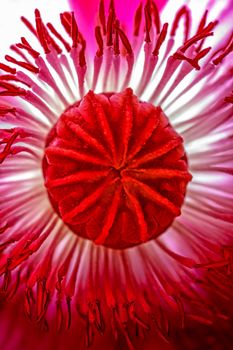 The heart of the Poppy flower, the seed capsule, surrounded by a plethora of stamens.