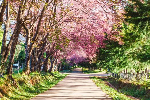 Sakura pink road in ChiangMai, Thailand