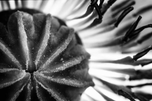 The heart of the Poppy flower, the seed capsule, surrounded by a plethora of stamens.