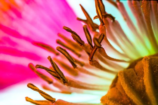 The heart of the Poppy flower, the seed capsule, surrounded by a plethora of stamens.