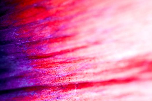 A super macro image showing detail of poppy petals