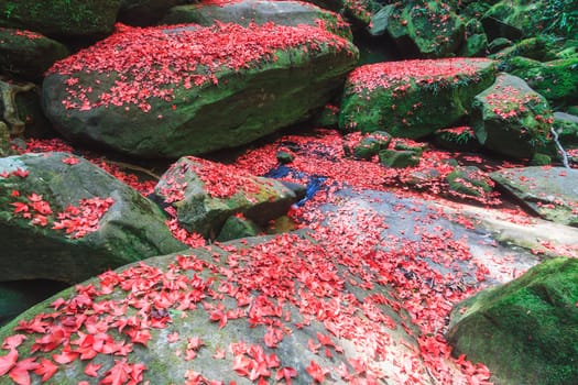 Red maple leaf during fall at Phukradung National Park, Loei, Thailand.