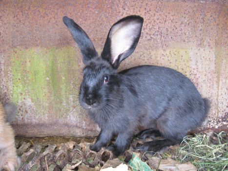 image of small nice rabbit behind a bar