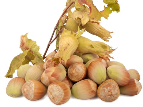 fresh hazelnuts isolated on white background