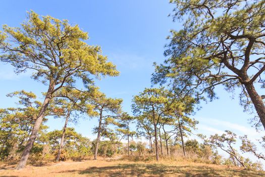 pine forest under deep blue sky in mountain