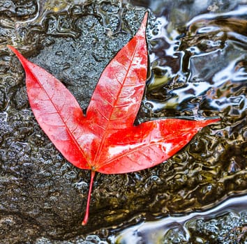 red maple leaf in national park, thailand.