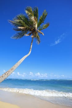 tropical beach with palm tree and blue sky