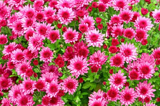 Flowering pink chrysanthemum, background