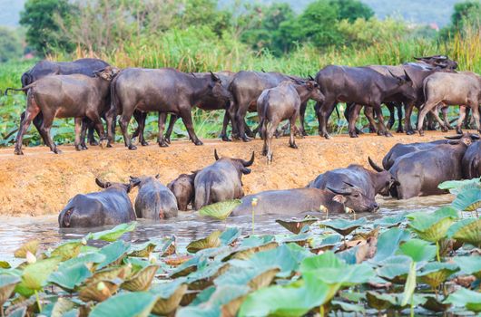 cape buffalo eating green plants in the river
