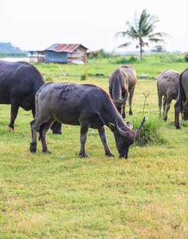 Thai buffalo in grass field near Bangkok, Thailand.