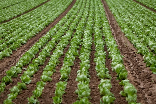 fresh green salad cabbage on field summer agriculture nature plant