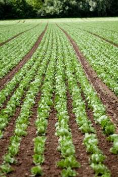 fresh green salad cabbage on field summer agriculture nature plant