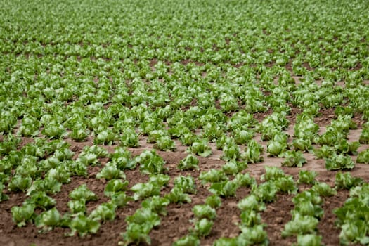 fresh green salad cabbage on field summer agriculture nature plant