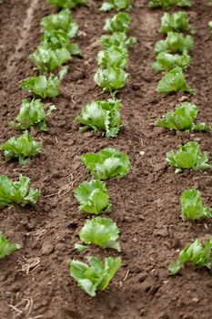 fresh green salad cabbage on field summer agriculture nature plant