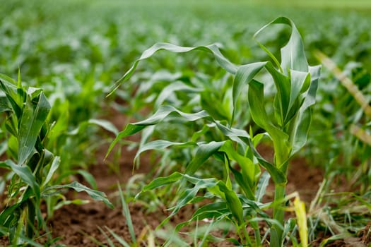 fresh green corn in summer on field agriculture vegetable harvest 