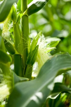 fresh green corn in summer on field agriculture vegetable harvest 
