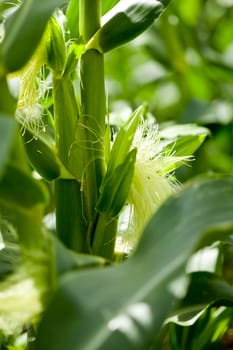 fresh green corn in summer on field agriculture vegetable harvest 