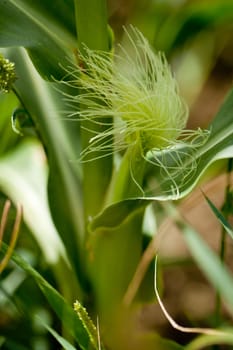 fresh green corn in summer on field agriculture vegetable harvest 