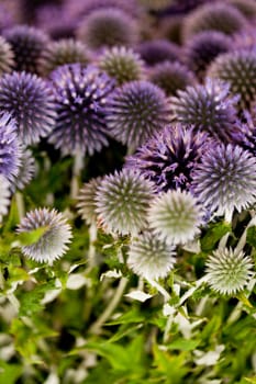 wild purple green thistel flowers background makro nature colorful