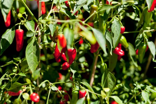 spicy red hot chilli pepper on tree in summer outdoor makro closeup detail 