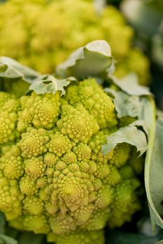 fresh green romanesco broccoli cabbage macro closeup summer outdoor