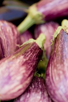 fresh violet eggplant in summer outdoor on market macro closeup 