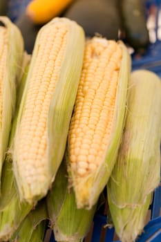 fresh tasty corn macro closeup on market outdoor in summer