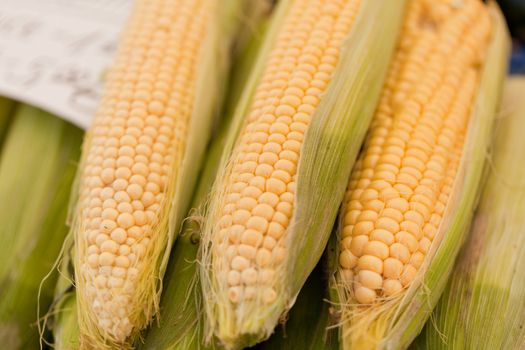 fresh tasty corn macro closeup on market outdoor in summer