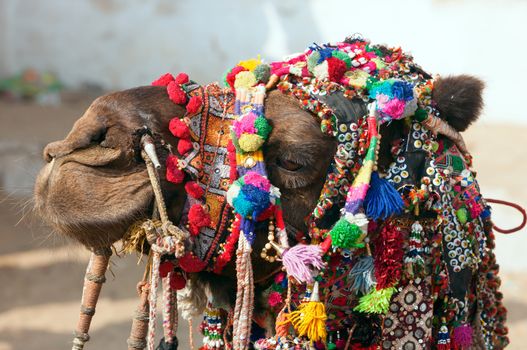 Decorated camel at the Pushkar fair. Rajasthan, India, Asia