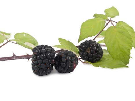 fresh blackberries isolated on white background