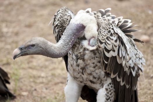 White-backed vulture in Masai Mara National Park