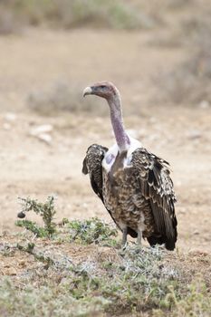 White-backed vulture in Masai Mara National Park