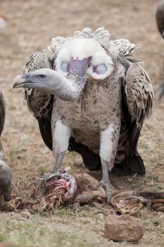 White-backed vulture in Masai Mara National Park