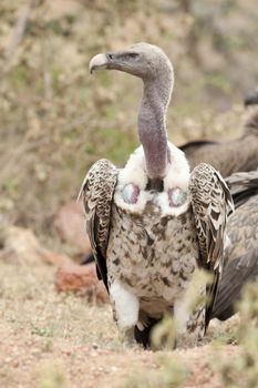 White-backed vulture in Masai Mara National Park