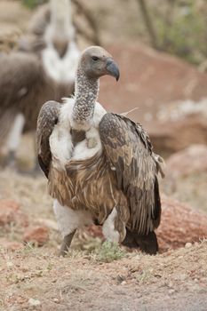 White-backed vulture in Masai Mara National Park