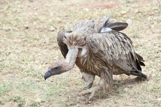 White-backed vulture in Masai Mara National Park