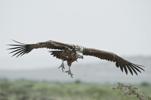 Lappet-faced vulture in Masai Mara National Park of Kenya