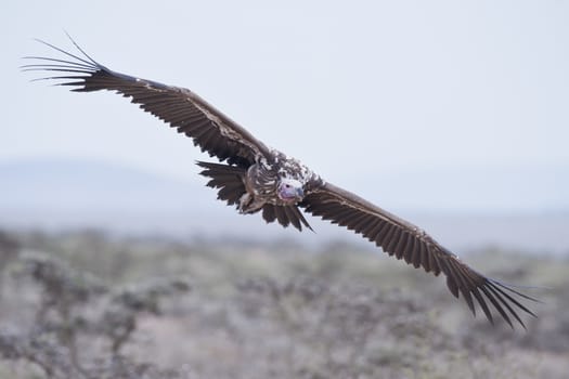 Lappet-faced vulture in Masai Mara National Park of Kenya