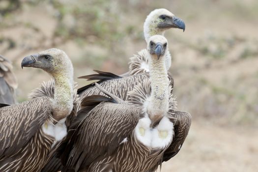 Three White-backed vultures in Masai Mara National Park