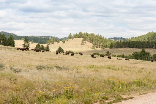 As this image shows Custer State Park in South Dakota is one of the many places across the country that have helped the American Bison make a comeback.
