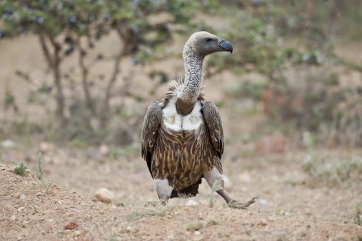 White-backed vulture in Masai Mara National Park