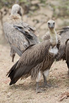 White-backed vulture in Masai Mara National Park