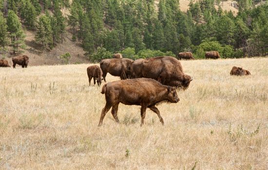 These Bison are enjoying acres of grazing at Custer State Park in DSouth Dakota.