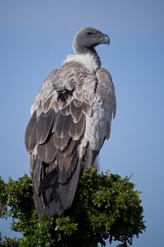 White-backed vulture in Masai Mara National Park